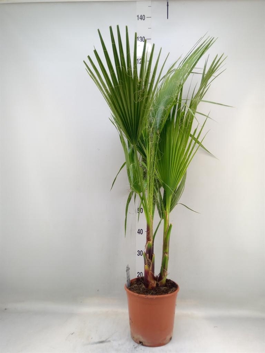 <h4>Washingtonia filifera</h4>