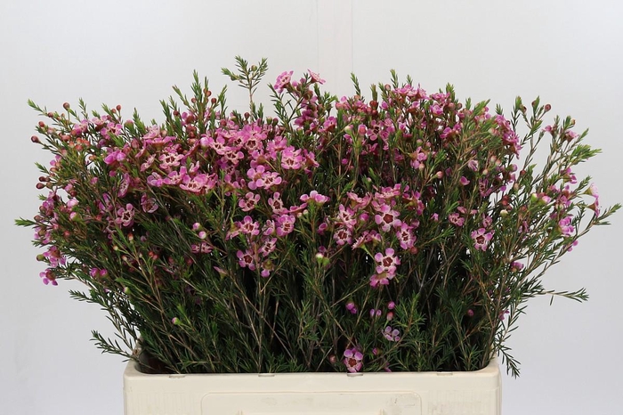 <h4>Chamelaucium Adi</h4>