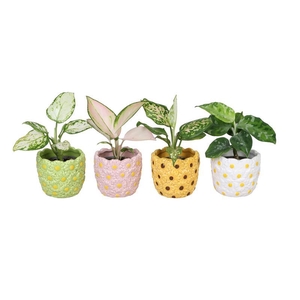AGLAONEMA COMM. P6 L 66574