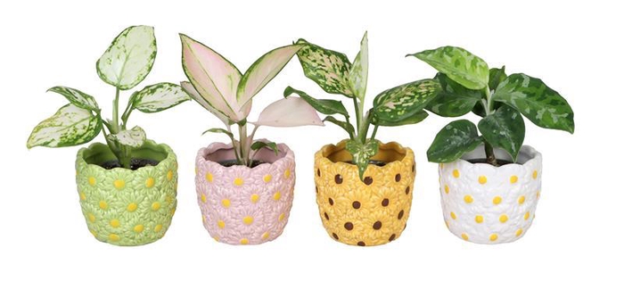<h4>AGLAONEMA COMM. P6 L 66574</h4>
