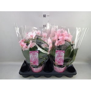 Phalaenopsis   ...