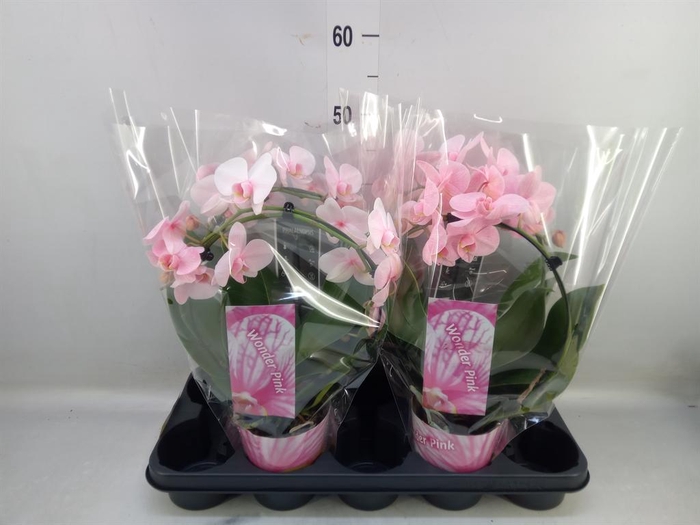 <h4>Phalaenopsis   ...</h4>