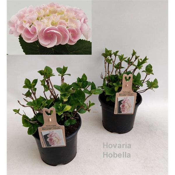 <h4>Hydrangea Hovaria Hobella Garden 19cm</h4>