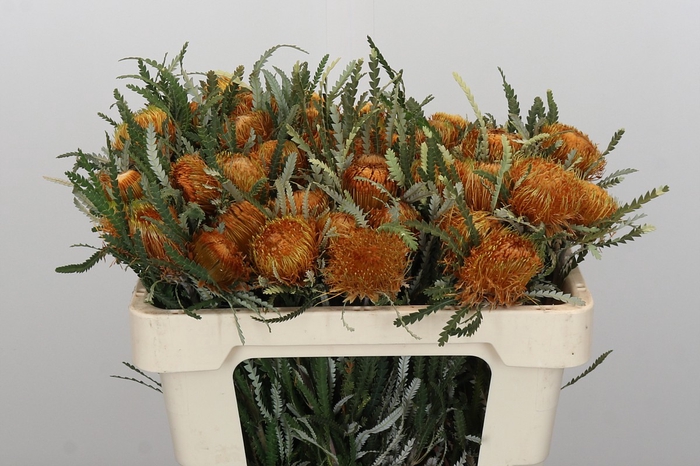 <h4>Banksia Dryandra</h4>