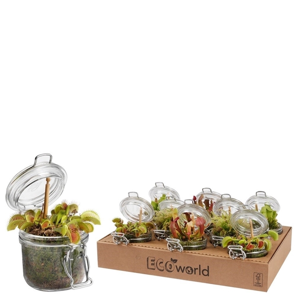 <h4>Ecoworld vleeseter weckpotje - vleesetende planten mix</h4>