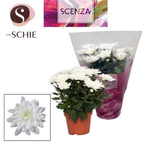 Chrysant Chrystal White