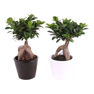 Ficus m. Ginseng in ø15cm in Karla Tin mix pot