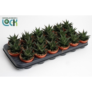 Haworthia Limifolia