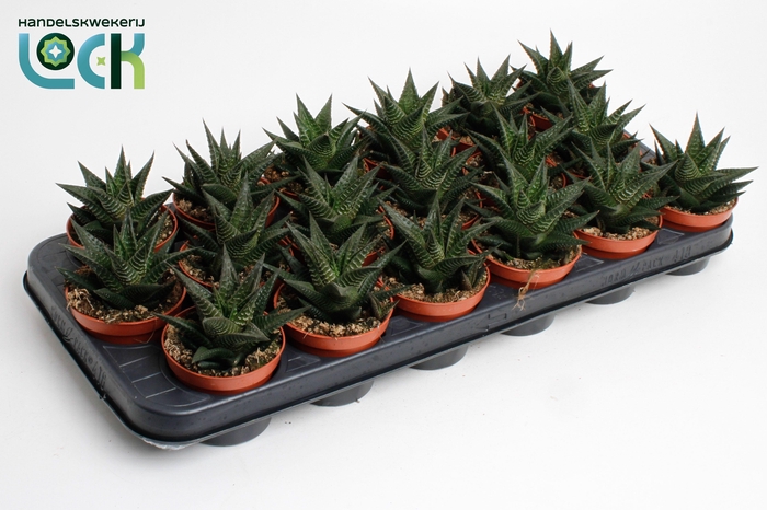 <h4>Haworthia Limifolia</h4>