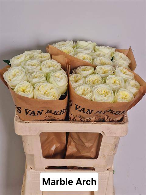 Rosa Garden Marble Arch