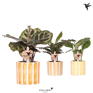 Kolibri Greens Calathea mix in Painted Stripe pot yellow mix