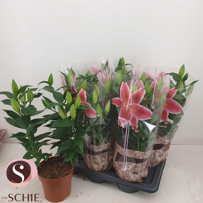 <h4>LIL OR MAGNY COURS</h4>