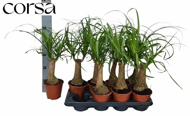 <h4>BEAUCARNEA RECUR</h4>