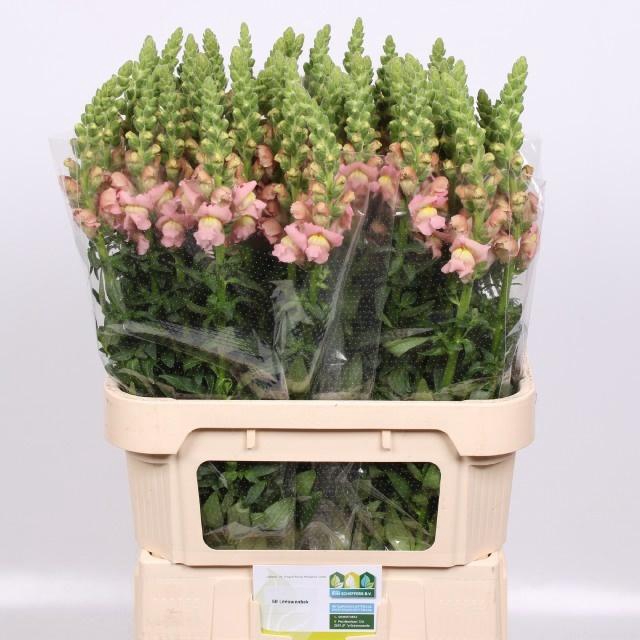 <h4>ANTIR NANTES PINK</h4>