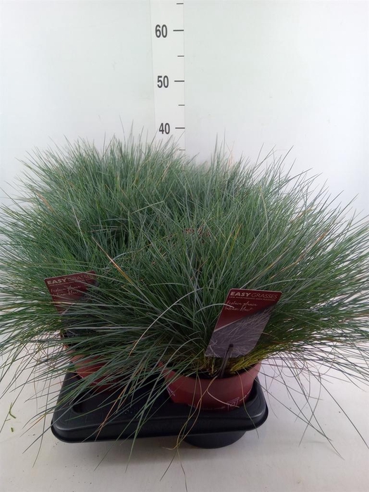 <h4>Festuca glauca 'Intens Blue'</h4>