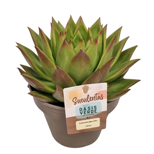 Echeveria Agavoides 'ebony'
