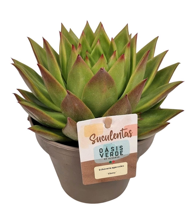 <h4>Echeveria Agavoides 'ebony'</h4>