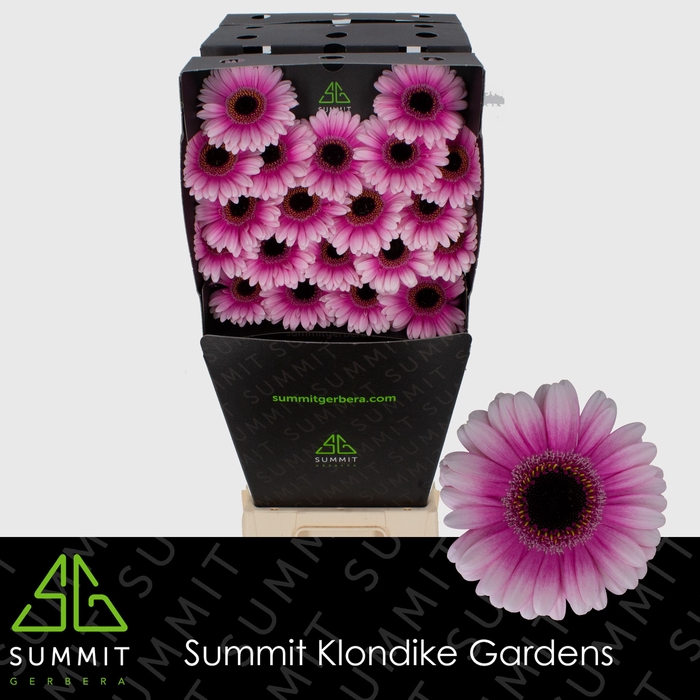 <h4>Germini Leando Diamond per kaart</h4>