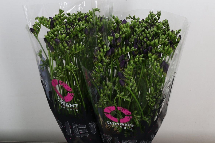 <h4>Fr Du Blue Bayou</h4>