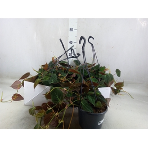 Philodendron   ...