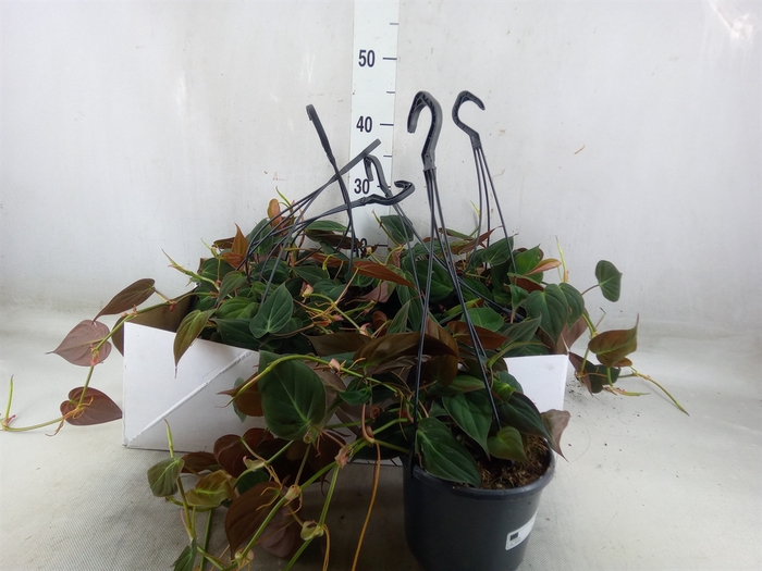 <h4>Philodendron   ...</h4>