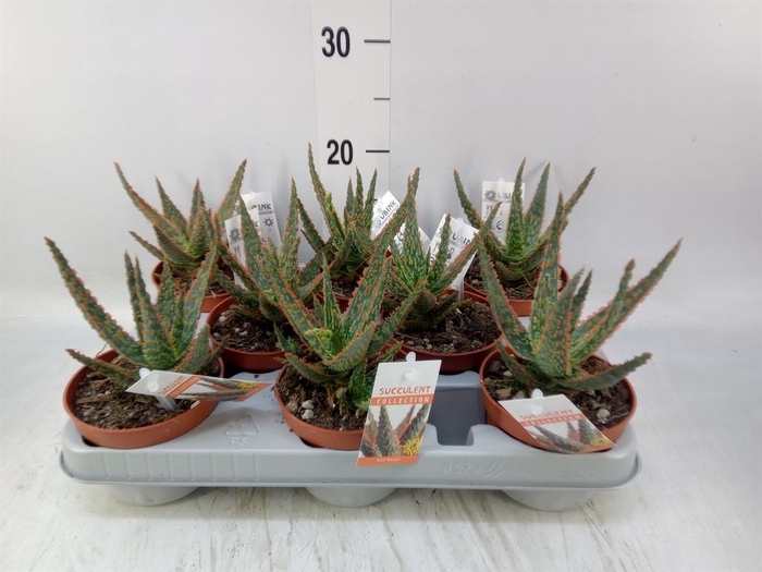 <h4>Aloe   ...</h4>