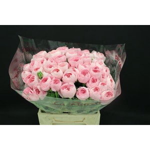 Cloni Extra Pink Hanoi