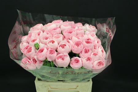 <h4>Cloni Extra Pink Hanoi</h4>