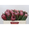 Protea Pink Ice