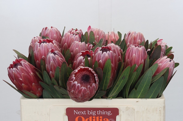 <h4>Protea Pink Ice</h4>