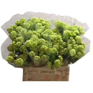 VIBURNUM ROSEUM (SNEEUWBAL)