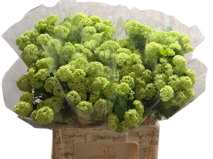 <h4>VIBURNUM ROSEUM (SNEEUWBAL)</h4>