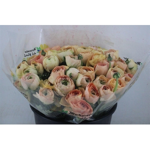 Ran Cloni Sup Champagne