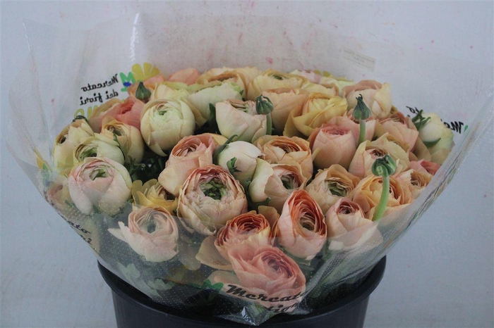 <h4>Ran Cloni Sup Champagne</h4>