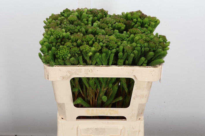 <h4>Kaaps Groen Albiflora</h4>