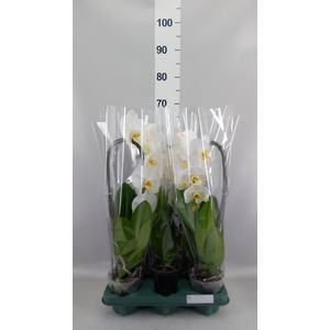 Phalaenopsis  'Ant Tokyo'
