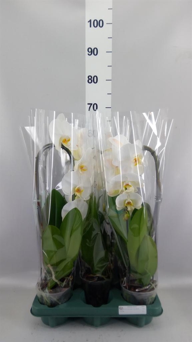 <h4>Phalaenopsis  'Ant Tokyo'</h4>
