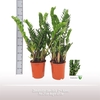 Zamioculcas zamiifolia