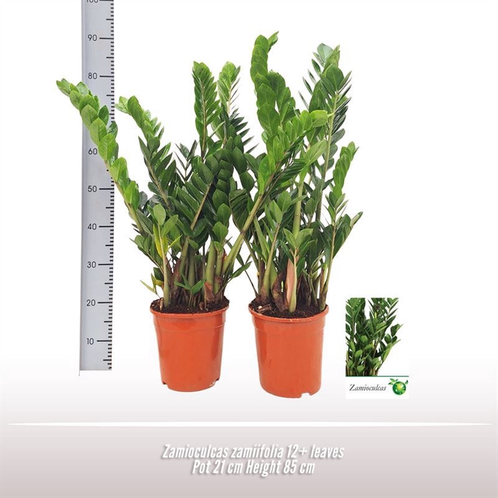 <h4>Zamioculcas zamiifolia</h4>