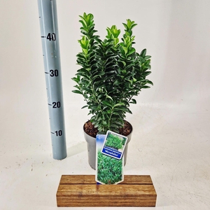 Euonymus japonicus Microphyllus