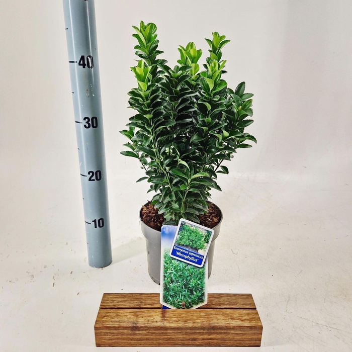 <h4>Euonymus japonicus Microphyllus</h4>