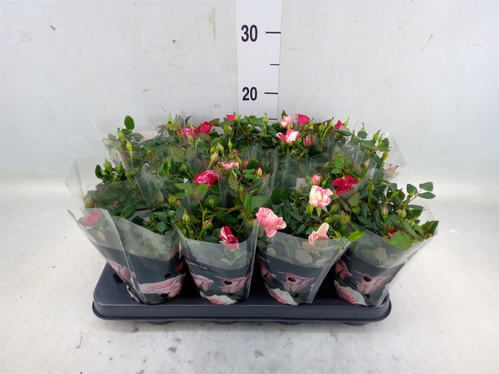 <h4>Rosa  'Party Mini'   ...mix</h4>