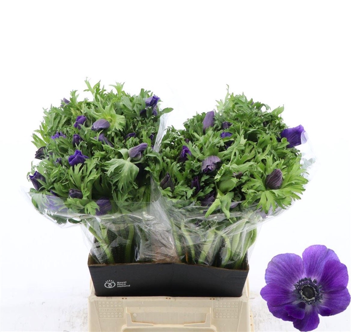 <h4>Anemone Galil Blauw</h4>