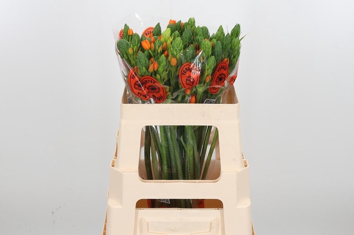 <h4>Ornit Du Sunshine</h4>