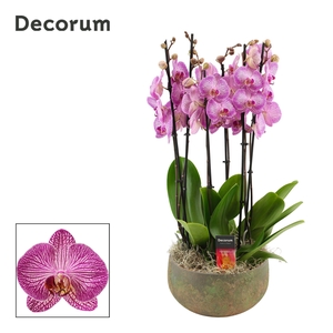 Riva 6 tak symphony purple (Deco-collection)