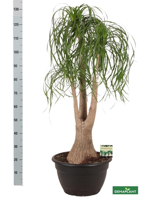 <h4>BEAUCARNEA RECUR</h4>