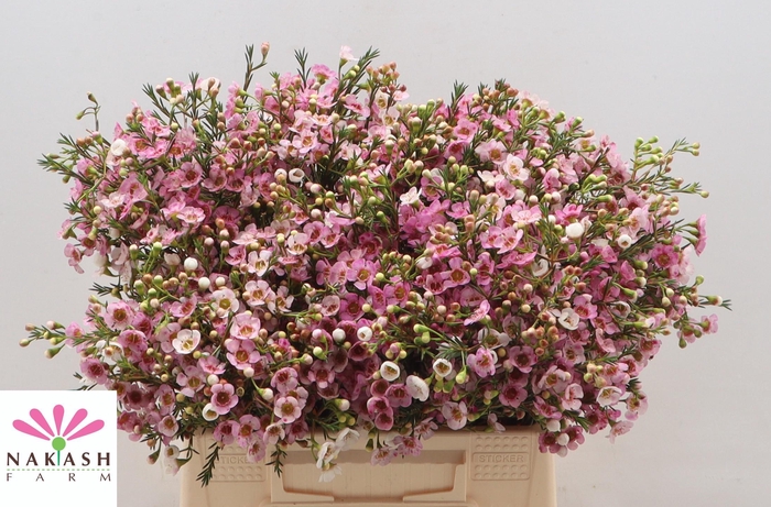 <h4>Cham Un Leilani</h4>