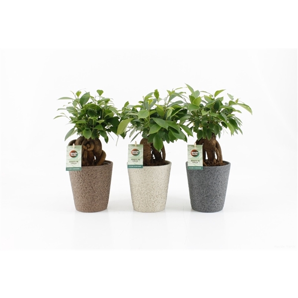 <h4>Ficus microcarpa Retusa in Nature keramiek</h4>