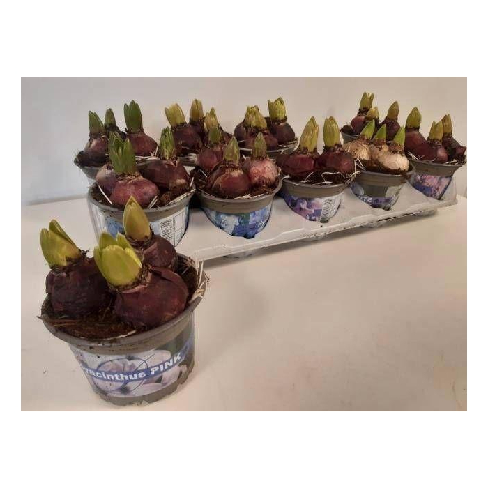 <h4>Hyacin Gem 3 Kl</h4>