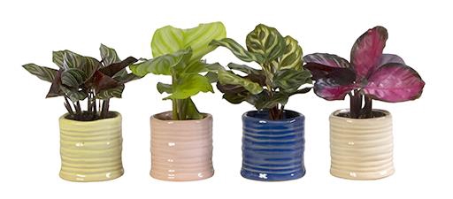 CALATHEA MIX P6 L 65999